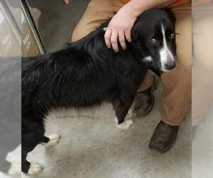 Border Collie Dogs for adoption in Knoxville, IA, USA
