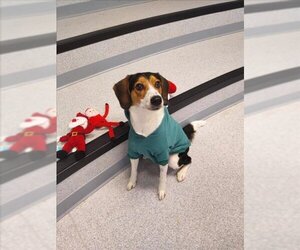 Beagle-Unknown Mix Dogs for adoption in Toronto, Ontario, Canada