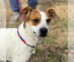 Jack Russell Terrier-Unknown Mix Dogs for adoption in Yardley, PA, USA