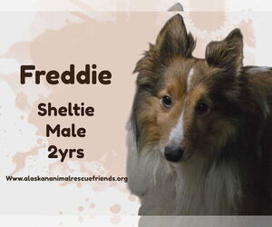 Mutt Dogs for adoption in Anchorage, AK, USA