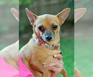Chihuahua Dogs for adoption in Rosenberg, TX, USA
