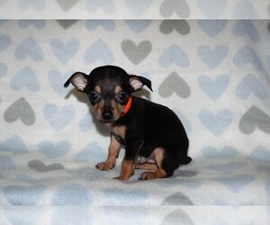 Chiweenie Dogs for adoption in Garland, TX, USA