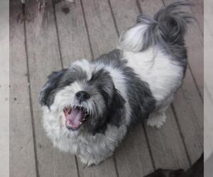 Shih Tzu Dogs for adoption in Stockport, OH, USA