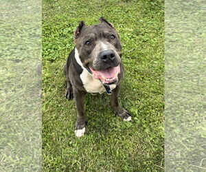 Mutt Dogs for adoption in Shelburne, VT, USA