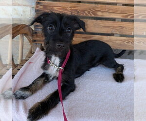 Mutt Dogs for adoption in Chico, CA, USA