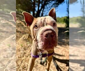 Chinese Shar-Pei Dogs for adoption in Santa Barbara, CA, USA