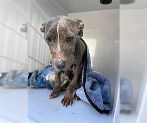American Pit Bull Terrier-Unknown Mix Dogs for adoption in Houston, TX, USA