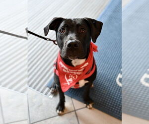 Labrador Retriever-Unknown Mix Dogs for adoption in Wakefield, RI, USA