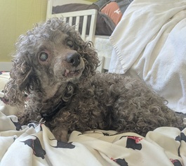 Poodle (Toy) Dogs for adoption in Potomac, MD, USA