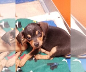 Chiweenie Dogs for adoption in Guthrie, OK, USA