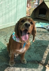 Cocker Spaniel Dogs for adoption in Apple Valley, CA, USA