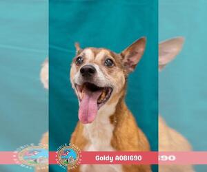 Tibetan Terrier Dogs for adoption in Mobile, AL, USA