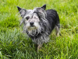 Mutt Dogs for adoption in South Lake Tahoe, CA, USA