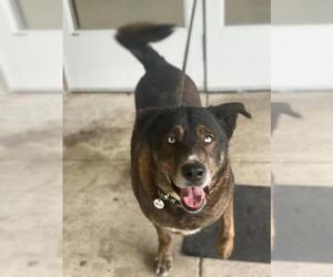 Akita-German Shepherd Dog Mix Dogs for adoption in Forestville, MD, USA