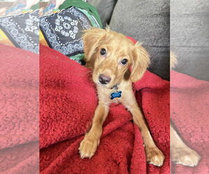 Spaniel-Unknown Mix Dogs for adoption in Plainfield, IL, USA