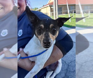 Chihuahua-Unknown Mix Dogs for adoption in Fort Lauderdale, FL, USA