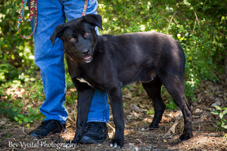 Labrador Retriever-Unknown Mix Dogs for adoption in Clarkesville, GA, USA