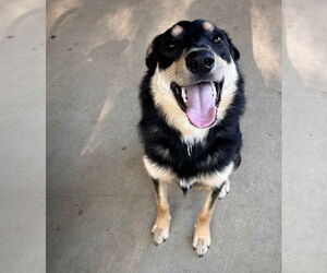 Mutt Dogs for adoption in Germantown, OH, USA