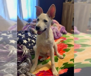 Huskies -Unknown Mix Dogs for adoption in Alexandria, VA, USA