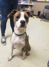 Bullboxer Pit Dogs for adoption in Chillicothe, OH, USA