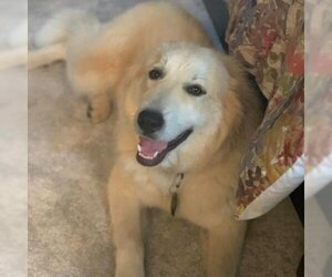 Great Pyrenees Dogs for adoption in SAINT CHARLES, IL, USA