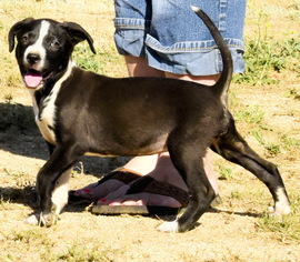 Border Collie-Unknown Mix Dogs for adoption in Tehachapi, CA, USA