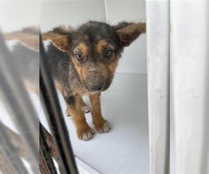 German Shepherd Dog-Unknown Mix Dogs for adoption in Houston, TX, USA