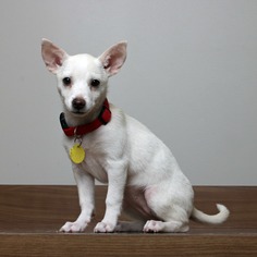 Small American Eskimo Dog-Chihuahua Mix