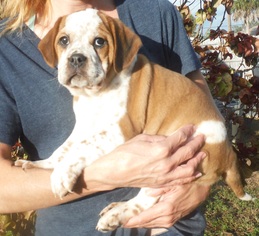 Medium Photo #1 Beabull Puppy For Sale in Commerce, GA, USA