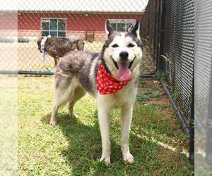 - Mix Dogs for adoption in San Antonio, TX, USA