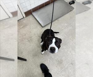 American Pit Bull Terrier-Unknown Mix Dogs for adoption in Fort Collins, CO, USA