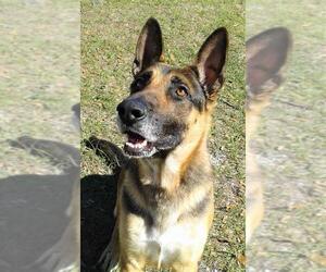 German Shepherd Dog Dogs for adoption in CRESCENT CITY, FL, USA