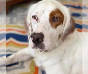 Medium Photo #1 English Setter Puppy For Sale in Ramsey, NJ, USA
