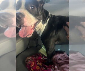 Medium Photo #1 American Bulldog-Unknown Mix Puppy For Sale in Sanford, FL, USA