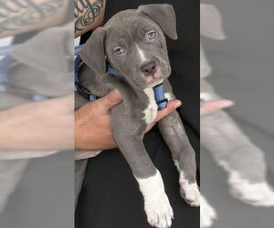 Labrador Retriever-Unknown Mix Dogs for adoption in Royal Palm Beach, FL, USA