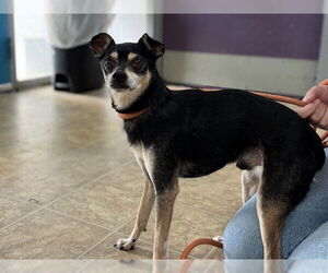 Miniature Pinscher-Unknown Mix Dogs for adoption in Raleigh, NC, USA
