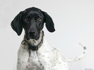 Pointer Dogs for adoption in Eden Prairie, MN, USA