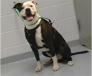 American Pit Bull Terrier Dogs for adoption in St. Cloud, FL, USA