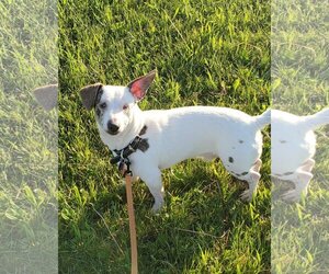 Dachshund-Unknown Mix Dogs for adoption in Estherville, IA, USA