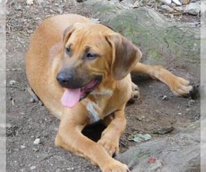 Mutt Dogs for adoption in Benton, AR, USA