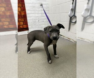 Mutt Dogs for adoption in San Bernardino, CA, USA