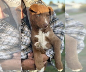 Sheprador Dogs for adoption in Princeton, MN, USA