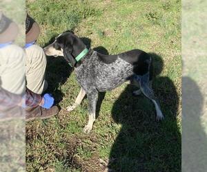 Bluetick Coonhound Dogs for adoption in Mt. Laurel, NJ, USA
