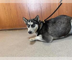 - Mix Dogs for adoption in Pasadena, CA, USA