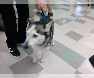 Siberian Husky Dogs for adoption in Oklahoma City, OK, USA