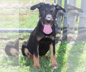 Dorgi Dogs for adoption in Warwick, RI, USA