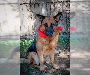 German Shepherd Dog-Unknown Mix Dogs for adoption in Inglewood, CA, USA