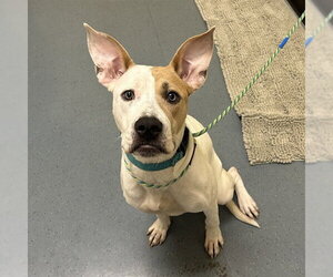 American Pit Bull Terrier Dogs for adoption in Denver, CO, USA