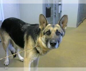 German Shepherd Dog Dogs for adoption in Sacramento, CA, USA