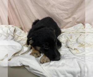 Rottweiler-Unknown Mix Dogs for adoption in Modesto, CA, USA